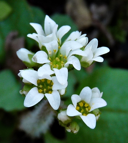 {Micranthes virginiensis}